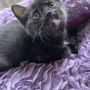 7 Kittens for a New Family - Image 6