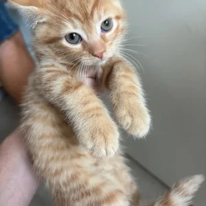 7 Kittens for a New Family - Image 7