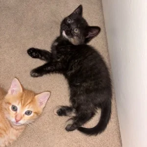 7 Kittens for a New Family - Image 8