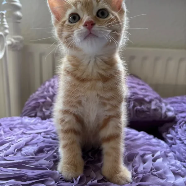 7 Kittens for a New Family