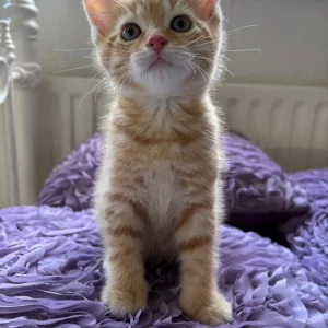 7 Kittens for a New Family