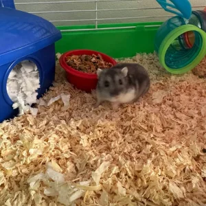 Dwarf hamster - Image 2