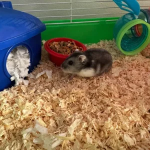 Dwarf hamster - Image 3
