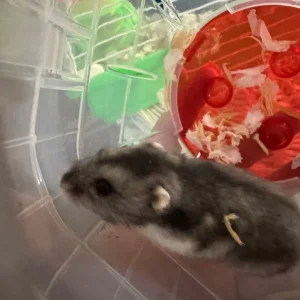 Dwarf hamster - Image 4