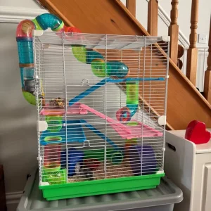 Dwarf hamster