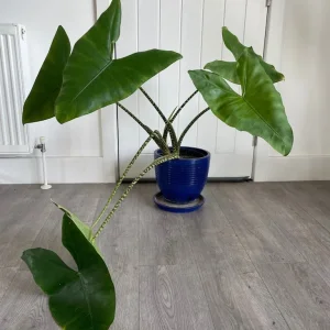 Large alocasia zebrina in a blue ceramic pot - Image 2