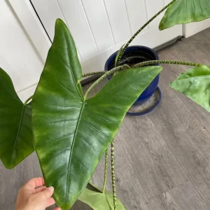 Large alocasia zebrina in a blue ceramic pot - Image 3