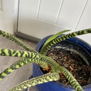 Large alocasia zebrina in a blue ceramic pot - Image 4