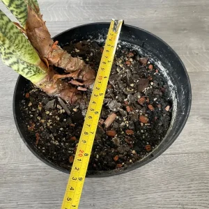 Large alocasia zebrina in a blue ceramic pot - Image 5