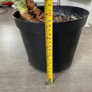 Large alocasia zebrina in a blue ceramic pot - Image 6