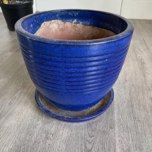 Large alocasia zebrina in a blue ceramic pot - Image 7