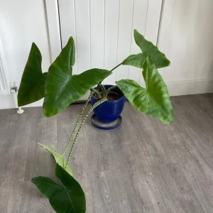 Large alocasia zebrina in a blue ceramic pot