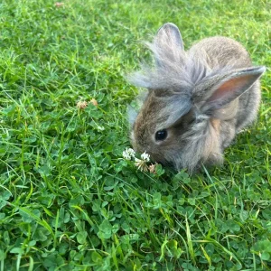 Rabbit mix breed STILL AVAILABLE - Image 2