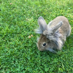 Rabbit mix breed STILL AVAILABLE - Image 3