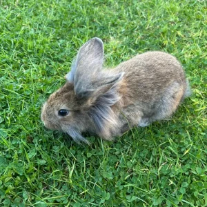 Rabbit mix breed STILL AVAILABLE - Image 4