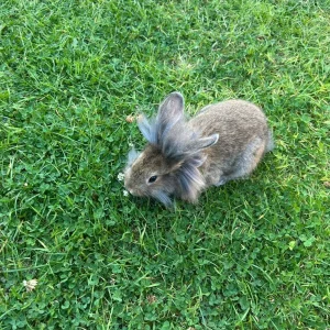 Rabbit mix breed STILL AVAILABLE - Image 5