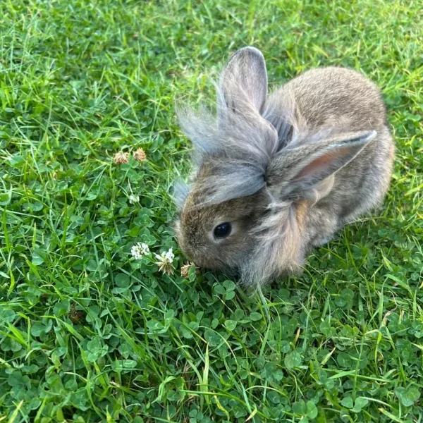 Rabbit mix breed STILL AVAILABLE