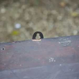 Antique wall mounted shelf unit. Dark wood. 3 shelves. 1800s - Image 4