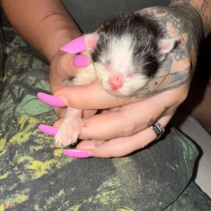 Newborn kittens from the same litter - Image 3