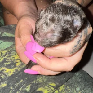 Newborn kittens from the same litter - Image 4