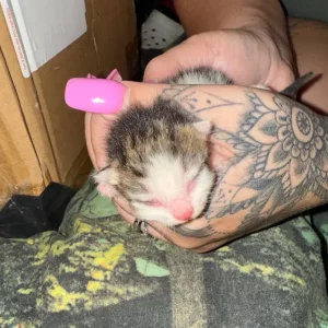 Newborn kittens from the same litter - Image 5