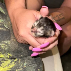 Newborn kittens from the same litter - Image 7