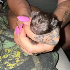 Newborn kittens from the same litter - Image 8