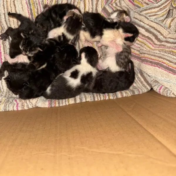 Newborn kittens from the same litter