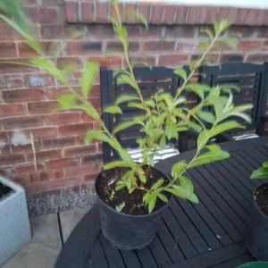 French Willow