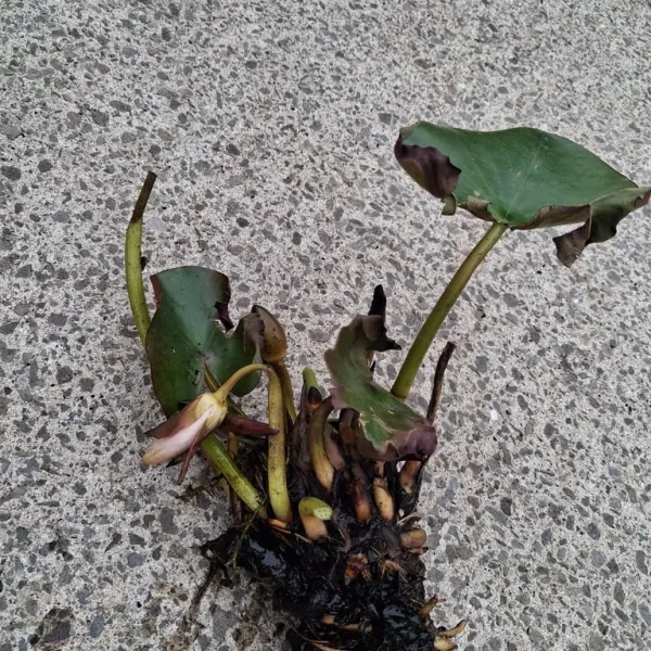 Water lilly cutting