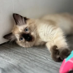 Ragdoll kittens 12 weeks old, ready to go - Image 2