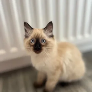 Ragdoll kittens 12 weeks old, ready to go - Image 3