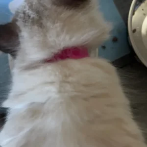 Ragdoll kittens 12 weeks old, ready to go - Image 4