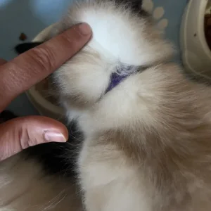 Ragdoll kittens 12 weeks old, ready to go - Image 5