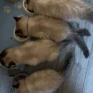 Ragdoll kittens 12 weeks old, ready to go - Image 6