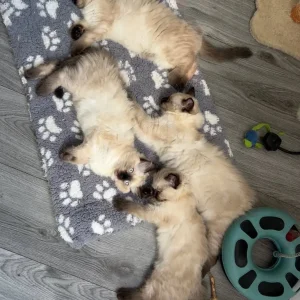 Ragdoll kittens 12 weeks old, ready to go - Image 7