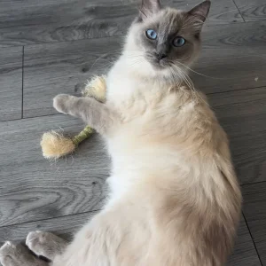 Ragdoll kittens 12 weeks old, ready to go - Image 8