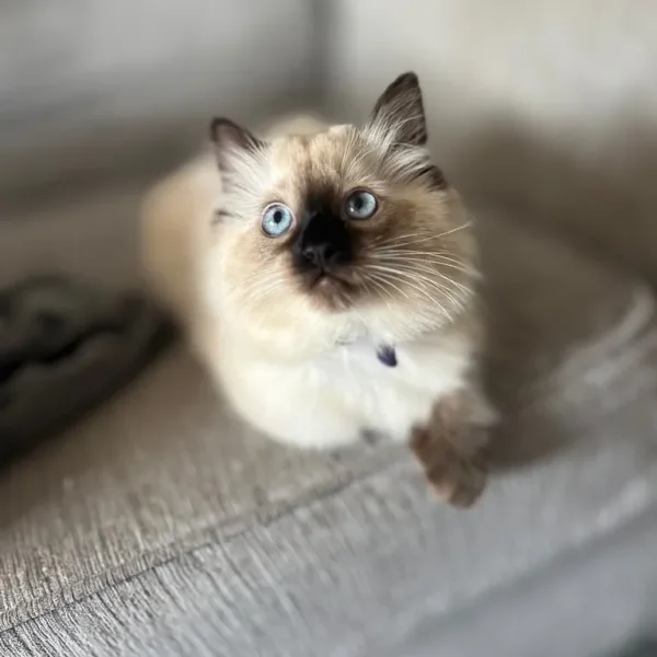 Ragdoll kittens 12 weeks old, ready to go