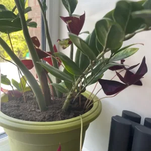 Plant - Image 2