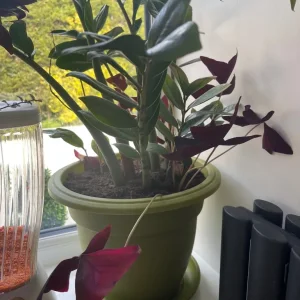 Plant