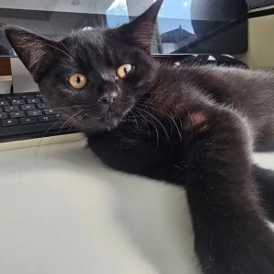 4 black kittens, 11 weeks old - Image 2