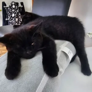 4 black kittens, 11 weeks old - Image 5