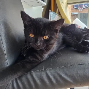 4 black kittens, 11 weeks old - Image 6