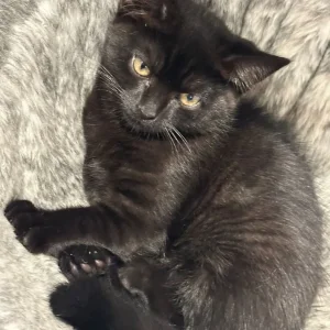 4 black kittens, 11 weeks old - Image 7
