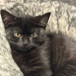 4 black kittens, 11 weeks old - Image 8