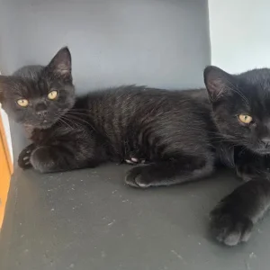 4 black kittens, 11 weeks old