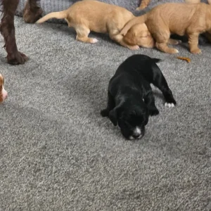 Litter of 5 mixed colour puppies - Image 2
