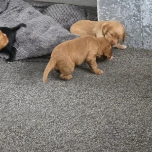 Litter of 5 mixed colour puppies - Image 3