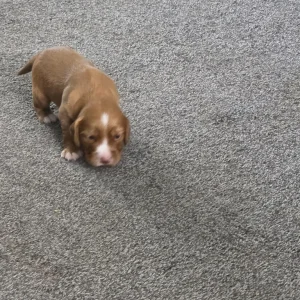 Litter of 5 mixed colour puppies - Image 4