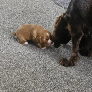 Litter of 5 mixed colour puppies - Image 5